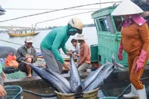 Cá thu được đánh bắt ở vùng biển nước ta