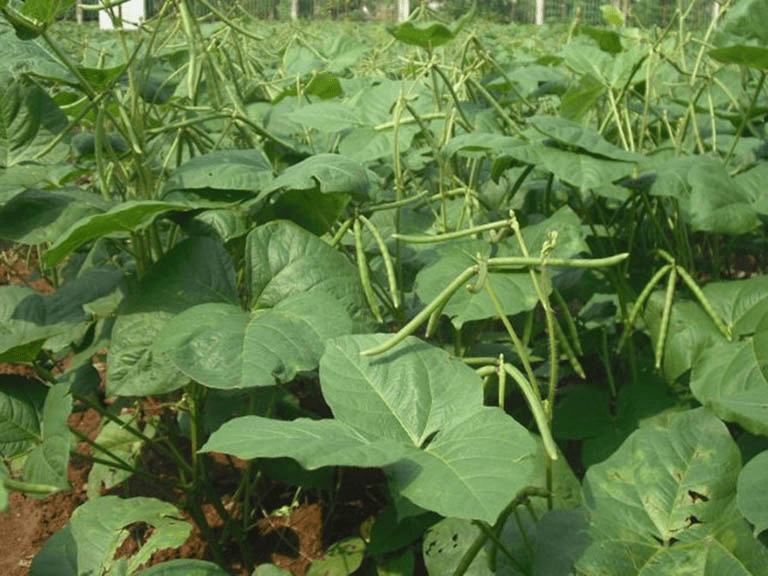 Các công dụng của đậu đen Cây đậu đen