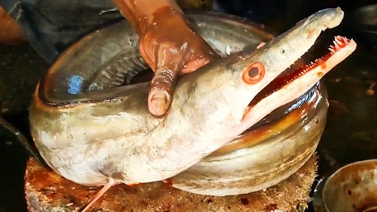 Loài cá này là đặc sản có một không hai bởi bộ phận giá trị nhất của nó lại là thứ nhiều người bỏ đi Tại Nhật, cá dưa xám là một nguồn thực phẩm quý và được dùng trong nhiều món ăn đặc biệt. (Ảnh: Flickr)