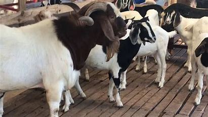Thịt dê có tác dụng gì? Dê núi