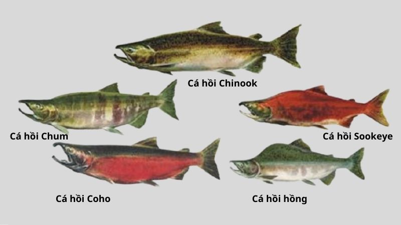 Thông tin về cá hồi và những cách chế biến cá hồi ngon dễ làm Các loại cá hồi Thái Bình Dương