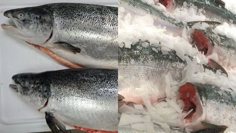 Thông tin về cá hồi và những cách chế biến cá hồi ngon dễ làm Cách phân biệt cá hồi tươi với cá hồi đông lạnh