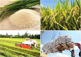 Bí quyết kinh doanh gạo thành công