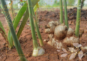Mật Ong, Tắc, Gừng tươi và cách chữa trị ho lâu ngày từ mẹo dân gian! Gung co phan than re mam len thanh cu