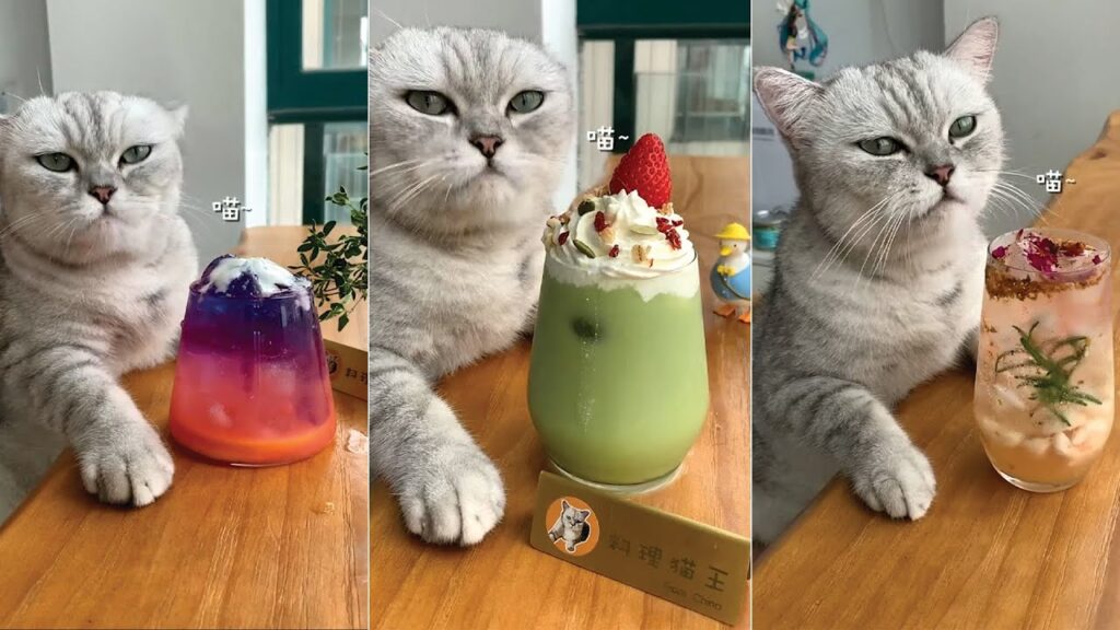 Tik Tok Chú Mèo Biết Nấu Ăn Trung Quốc 🍩🍩 phần 4 Tik Tok Chú Mèo Biết Nấu Ăn Trung Quốc 🍩🍩 phần 4